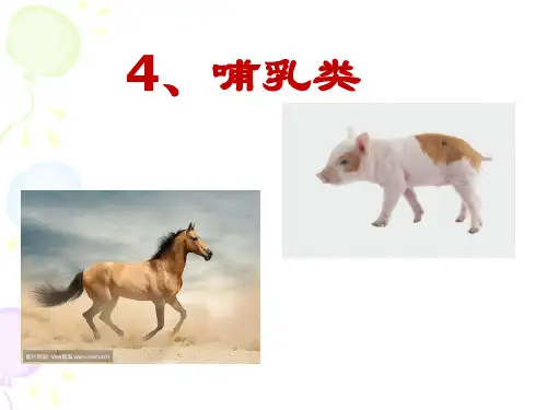 苏教新版小学四年级科学,哺乳动物