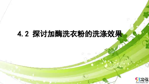 课件5：4.2 探讨加酶洗衣粉的洗涤效果