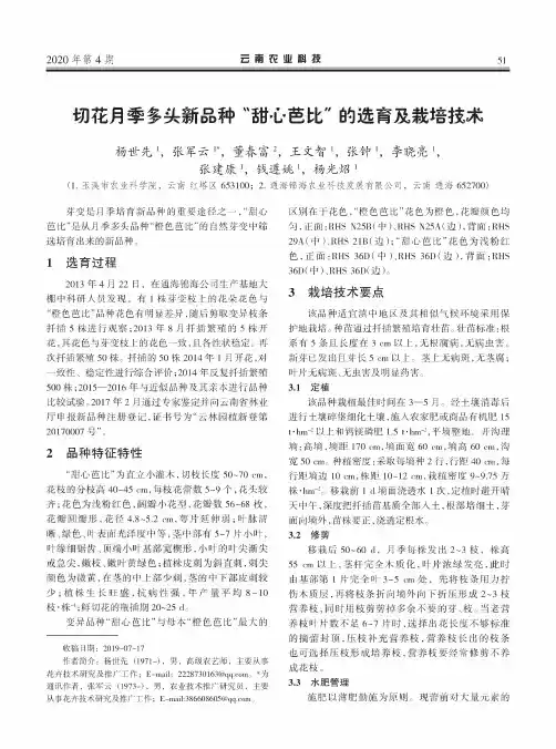 切花月季多头新品种“甜心芭比”的选育及栽培技术