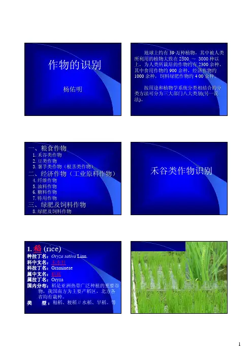 禾谷类作物