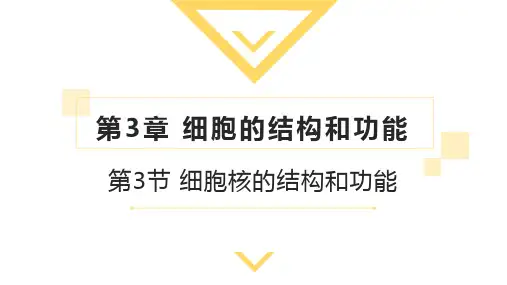 3.3细胞核的结构和功能-赛课课件(13张PPT)