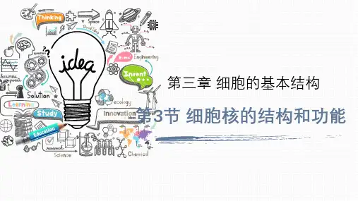 细胞核的结构与功能课件高一上学期生物人教版(2019)必修1