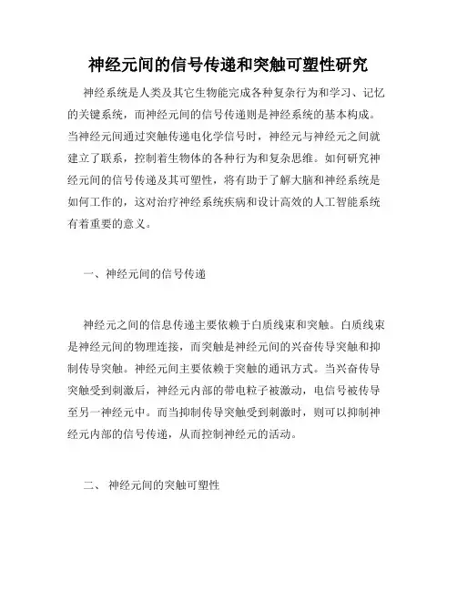 神经元间的信号传递和突触可塑性研究