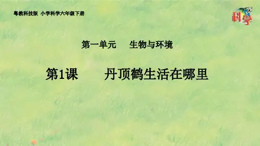 六年级下册科学课件《丹顶鹤生活在哪里》粤教版2019 (共19页)PPT