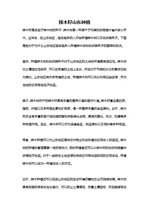 辣木籽山东种植