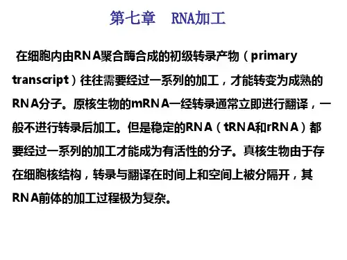 第七章：RNA转录后加工