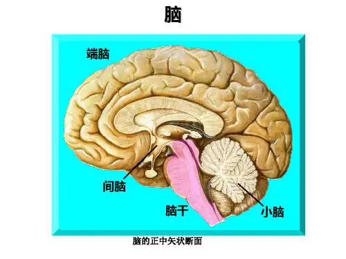 小脑的解剖结构