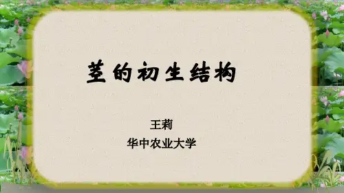 植物学202-茎的初生结构_27