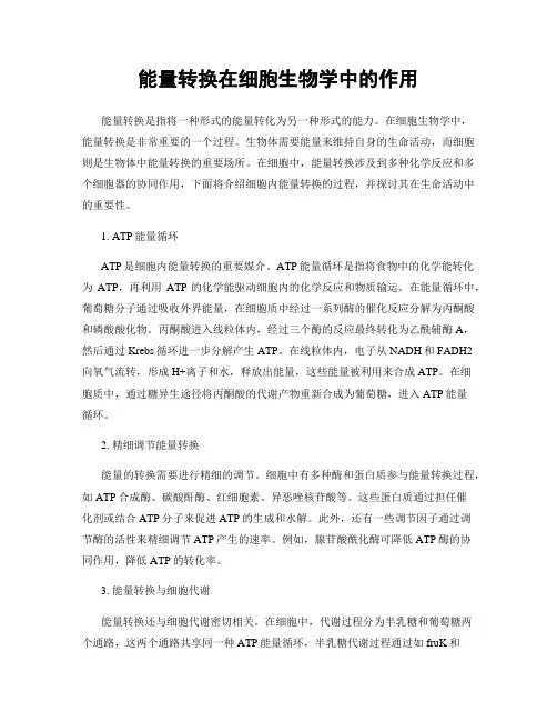 能量转换在细胞生物学中的作用