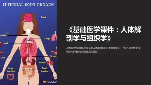 《基础医学课件：人体解剖学与组织学》