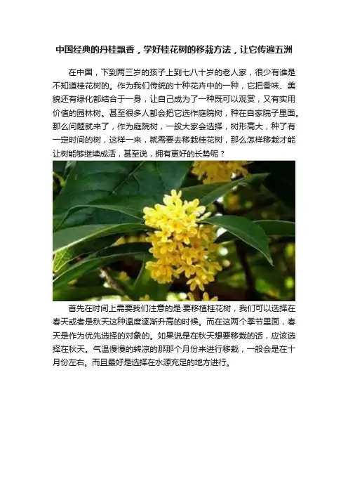 中国经典的丹桂飘香，学好桂花树的移栽方法，让它传遍五洲