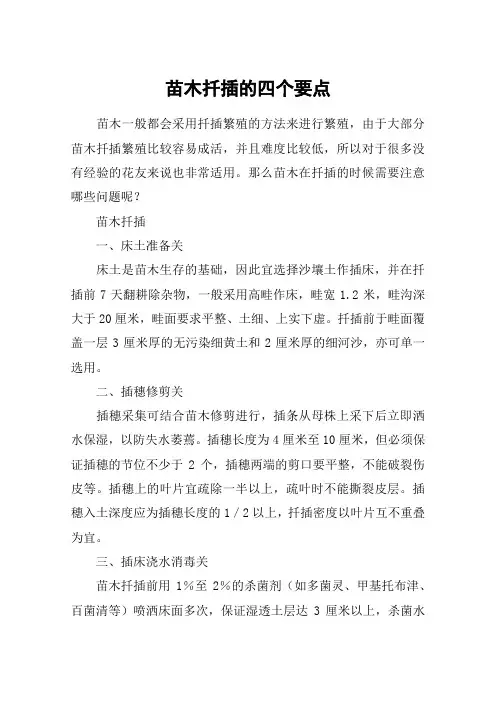 苗木扦插的四个要点