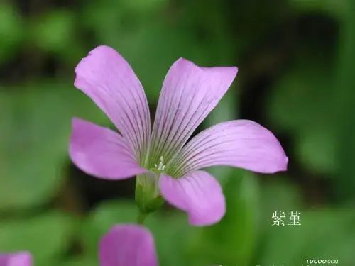 实验：解剖并观察花的结构