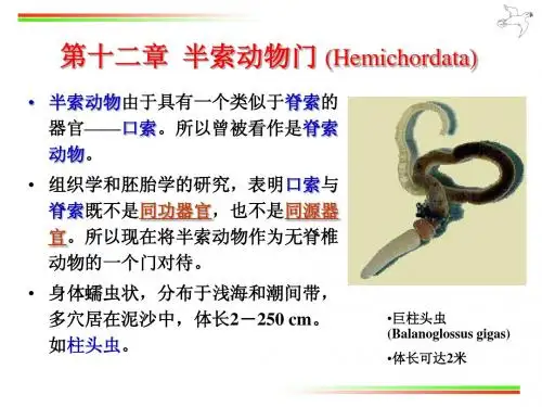 09.半索动物