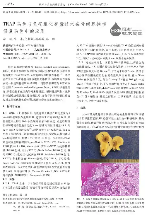 TRAP染色与免疫组化套染技术在骨组织损伤修复染色中的应用