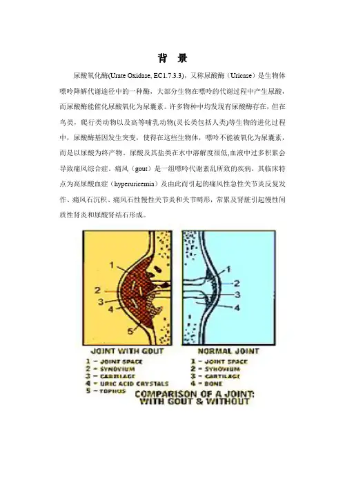 尿酸氧化酶Urate