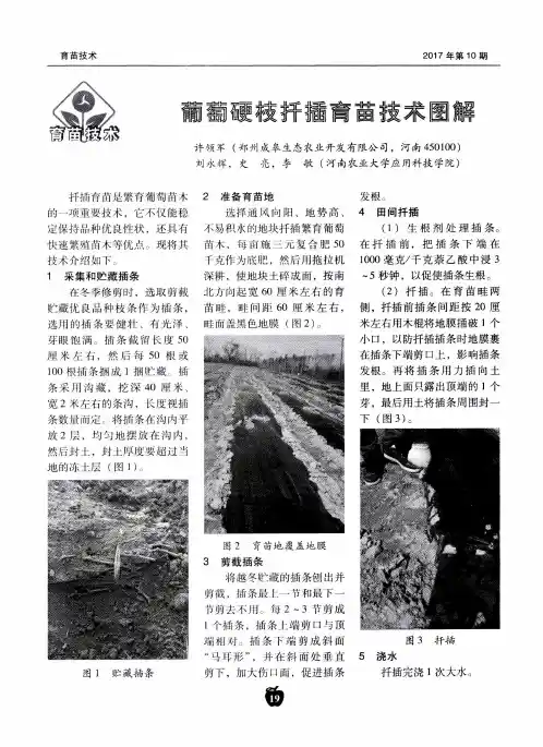 葡萄硬枝扦插育苗技术图解