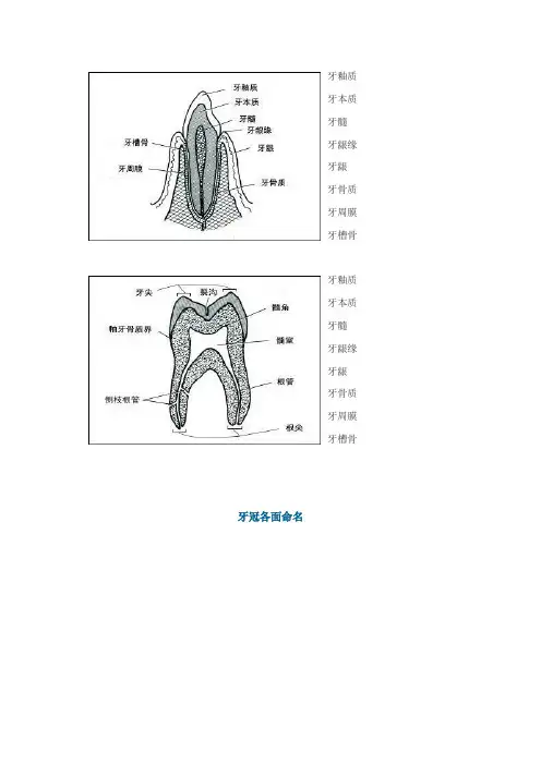 牙