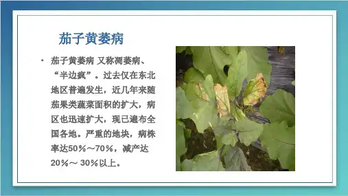 茄子病害高清图谱