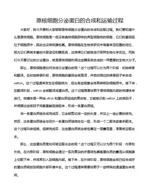 原核细胞分泌蛋白的合成和运输过程