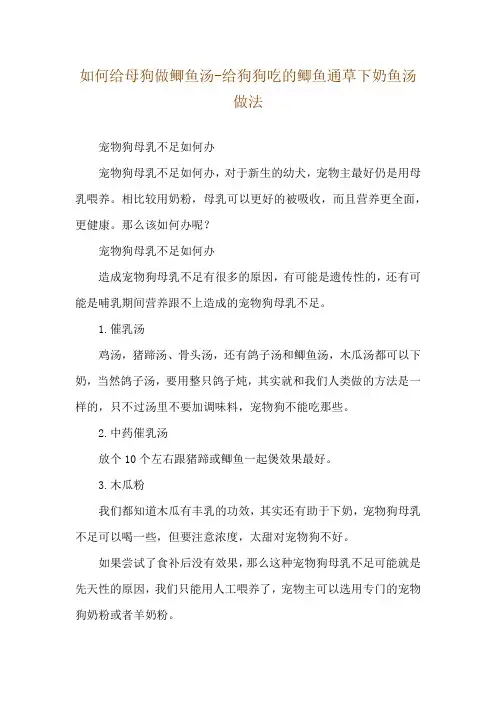 如何给母狗做鲫鱼汤-给狗狗吃的鲫鱼通草下奶鱼汤做法
