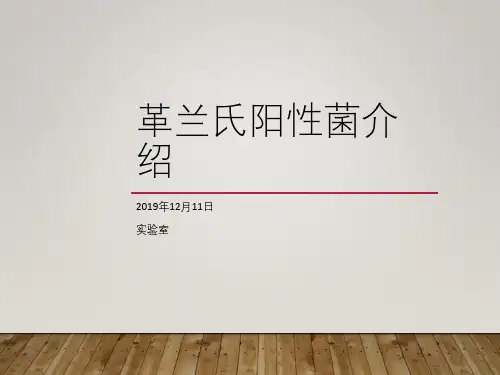 革兰氏阳性菌