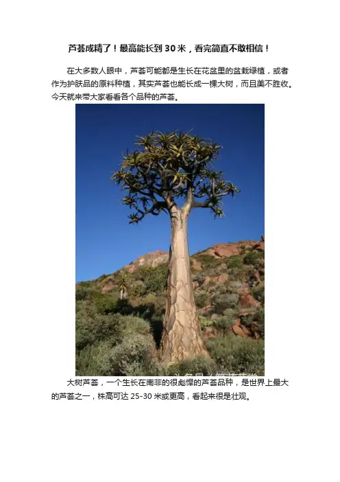 芦荟成精了！最高能长到30米，看完简直不敢相信！