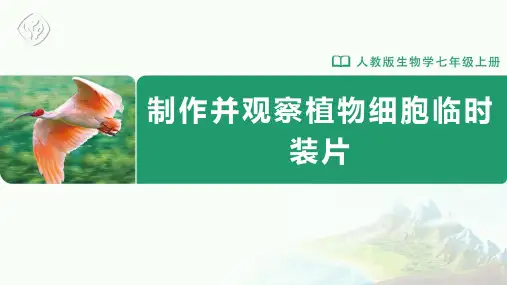 七年级-人教版-生物-上册-第1课时-制作并观察植物细胞临时装片