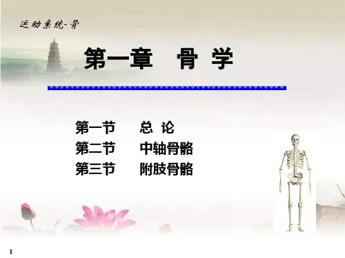 运动系统-第一章-骨学