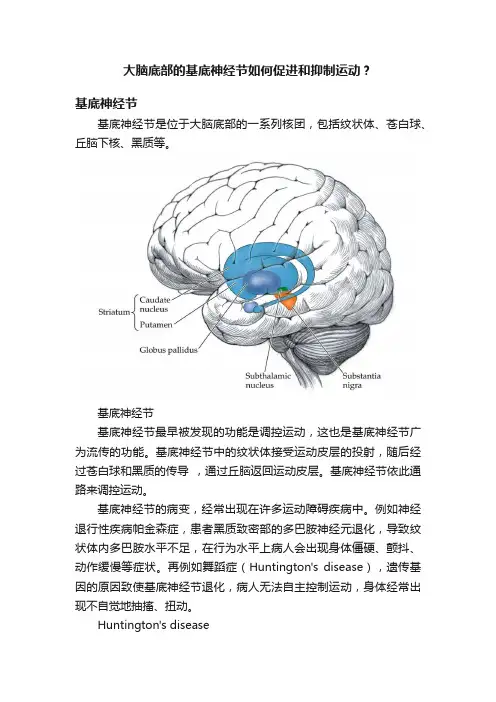 大脑底部的基底神经节如何促进和抑制运动？
