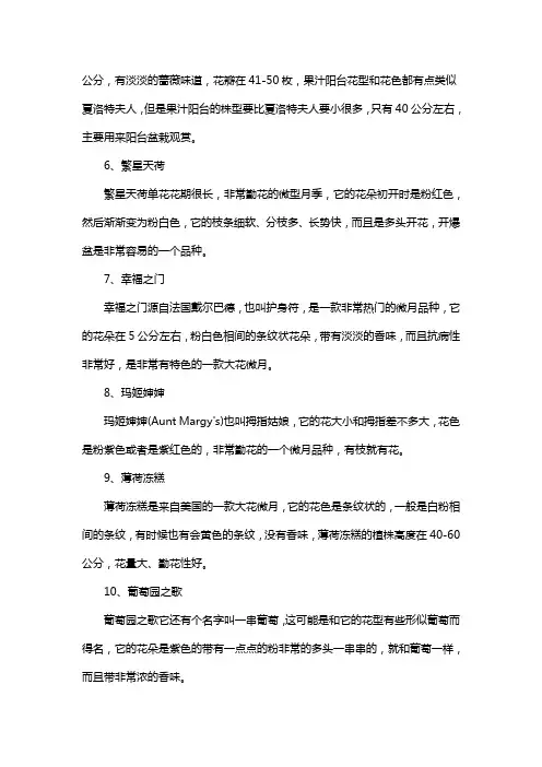 十大最美微型月季