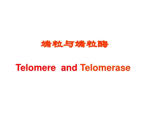 端粒、端粒酶知识讲解