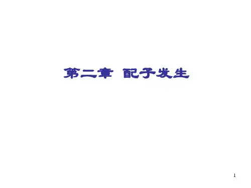 高中生物竞赛第二章 配子发生课件