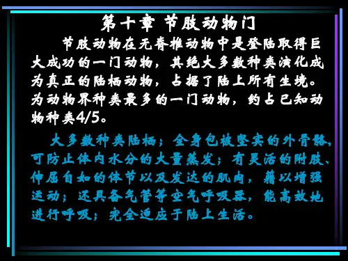 节肢动物门(修改)