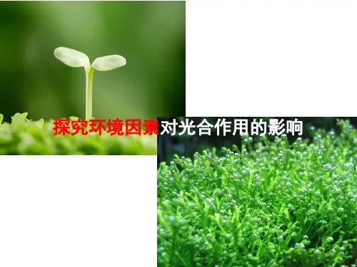 陶杨娟+生物第三章光合作用第二课时公开课教案教学设计课件案例试卷练习