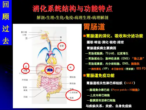 消化系统疾病总论课件