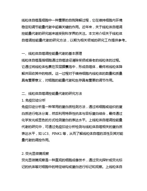 线粒体自噬调控能量代谢研究方法