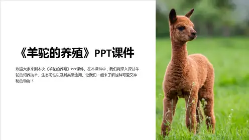 《羊驼的养殖》课件