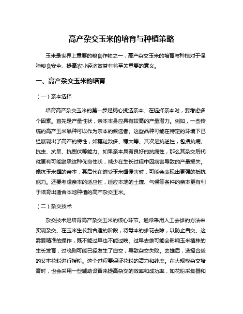 高产杂交玉米的培育与种植策略
