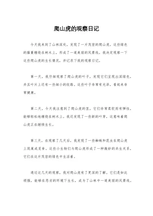 爬山虎的观察日记