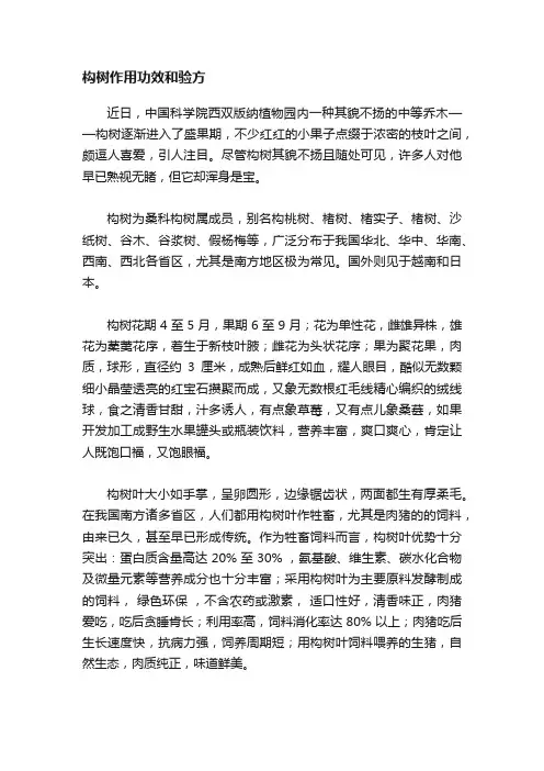构树作用功效和验方