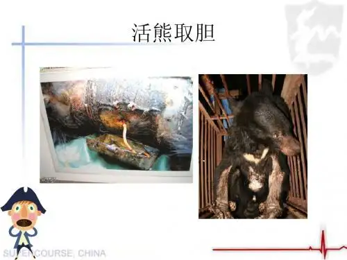 活熊取胆