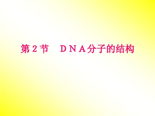 dna分子的结构1