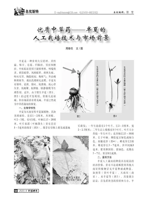 优质中草药——半夏的人工栽培技术与市场前景