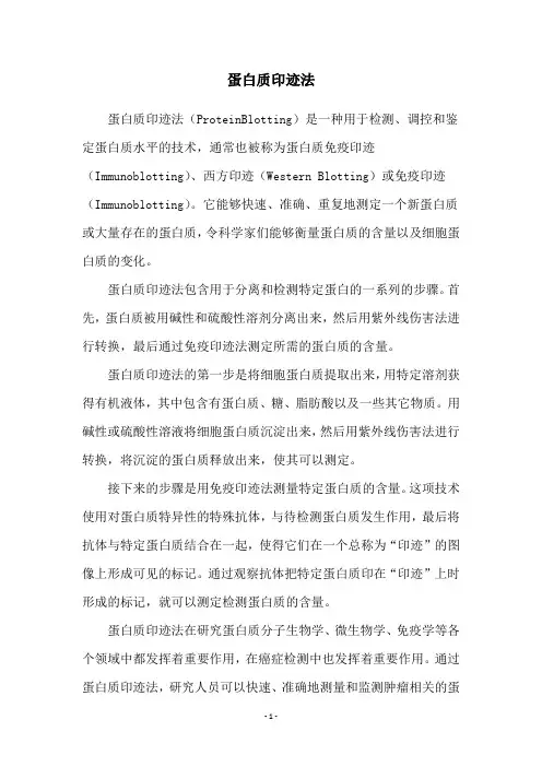 蛋白质印迹法