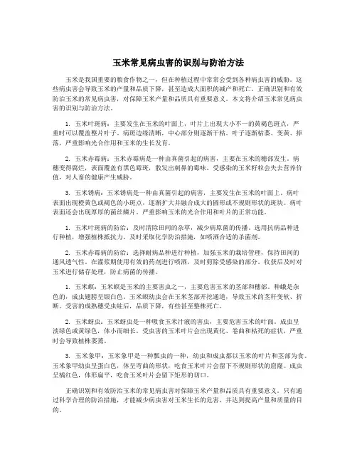 玉米常见病虫害的识别与防治方法