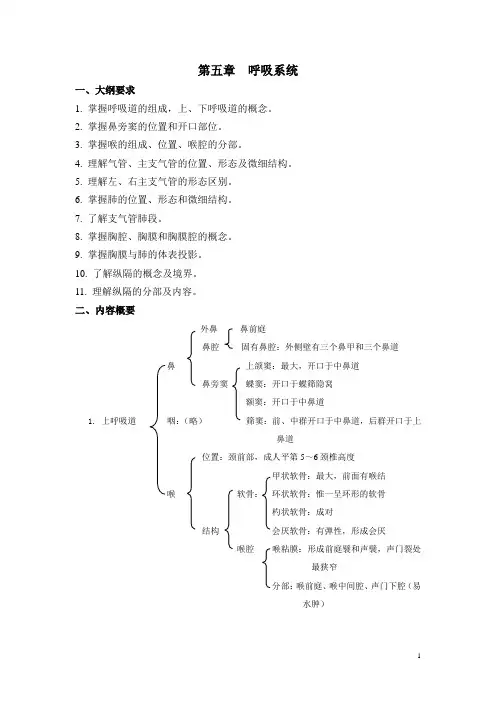 第五章呼吸系统--人体结构学