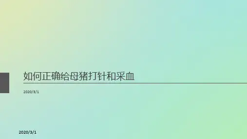 如何 给猪 打针与采血