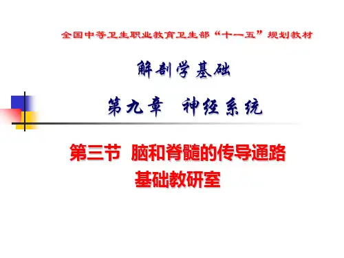 躯干和四肢的浅感觉传导通路  ppt课件
