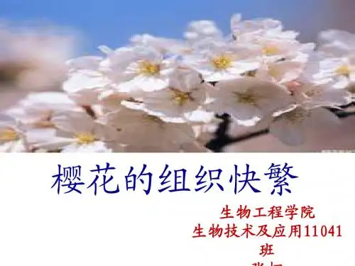 樱花